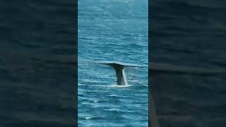 Humback whale jumping  humback playing in the ocean  humbacktailoceantravel ytdhorts [upl. by Heiney]