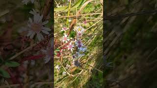 Why are some of the middles yellow and some are purple upstateny foliage nature wildflowers [upl. by Lewan]