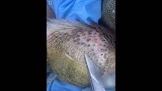 Ingrown hair 🤮 ingrownhair dogspaw [upl. by Ahsekar47]