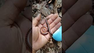 Finding big millipedes and eggs millipede millipedes egg [upl. by Denzil728]