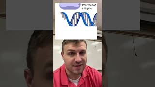 Restriction Enzyme [upl. by Llehctim]