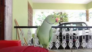 My Cute Little Malayalam Talking Parrot കുഞ്ഞിക്കിളി20122020 please watch🤩amp Subscribe🥰my channel [upl. by Alaham]