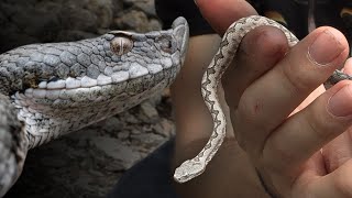 Incredible Rare HUMP NOSE VIPER Herping Spain [upl. by Tan]