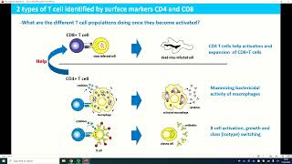 Topic 5 Antigen Recognition and Processing part 1 [upl. by Eseekram]