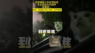 流浪猫晚上在车顶休息，车主探出头打招呼结果却 搞笑 萌宠 宠物生活 [upl. by Eedolem]