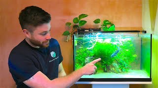 ULTIMATE AXOLOTL CARE GUIDE  my planted axolotl tank [upl. by Inod413]