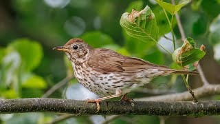 Richiamo del tordo  Canto del tordo bottaccio [upl. by Clava]