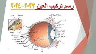 رسم تركيب العين  الاحياء للصف الثالث المتوسط رسم العين [upl. by Gilbertine424]