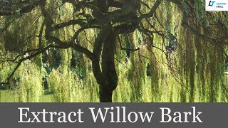 Willow Bark Extract by Steam Distillation Origina of Aspirin Benefits of Willow Bark Extract [upl. by Kale]