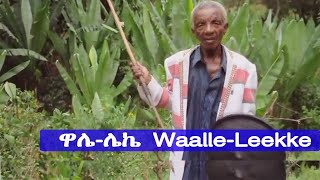 ያዮ ያዮ ዋሌ ሳጅን ሻሞልቶ Sajin shamolto Yaayo Yaayo walle old Koore traditional music official [upl. by Lazaruk]