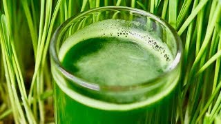 5 Incredible Health Benefits Of Wheatgrass [upl. by Earized983]