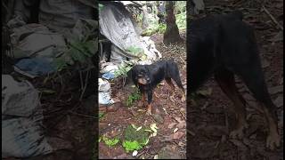 സുന്ദരിയെ ഫ്രീ ആയിട്ട്‌ വേണോ  Rottweiler free adoption  rottweiler dog free viral trending [upl. by Libbi]