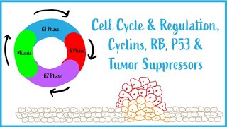 Cell Cycle amp Regulation Mitosis Cyclins RB P53 amp Tumor Suppressors USMLE Esssentials [upl. by Yellehs]