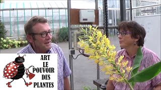 Conseils jardinage Hedychium culture et division Plante verte [upl. by Eeral725]