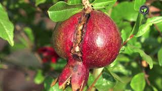 Bacterial Blight  The Deadly Disease of Pomegranate in India [upl. by Karlotte]