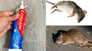 VENENO PARA RATAS  1 GOTA ELIMINA TODAS LAS RATAS DE CASA Mata Ratas Casero en menos de 10 MINUTOS [upl. by Atnom705]