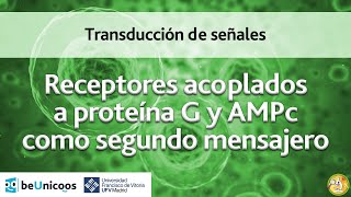 Receptores acoplados a proteina G y AMPc como segundo mensajero [upl. by Dnalyaw]