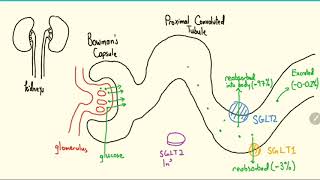 SGLT2 Inhibitors Explained in 3 Minutes [upl. by Baker]