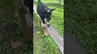 Hectors seesaw training is going well playfulgoats goats cutegoats babygoat [upl. by Malet363]