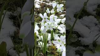 Artificial snowdrop flowers From Devon to your door artificialflowers snowdrop snow christmas [upl. by Ellard]