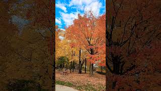 At Shawinigan parcautumm autumnfoliage park [upl. by Frasquito]