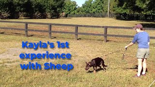 First Times a Charm Watch This Australian Kelpie Herd Sheep Like a Pro [upl. by Poliard]