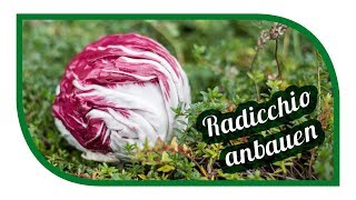 Salat erfolgreich anbauen 🥗 Radicchio im Garten [upl. by Jeanine]