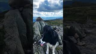 Charlie Completes The Wainwrights greatoutdoors lakedistrictwalks bordercollie wainwrights dog [upl. by Peale114]