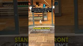 This Seagull is a THIEF 🤣 [upl. by Euqinimod]