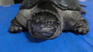 Mexican snapping turtle chelydra serpentina rossignoni メキシカンスナッパー [upl. by Annoyi]