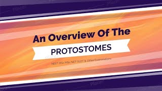 An Overview Of The Protostomes [upl. by Eetnahs992]