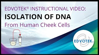 Isolation of DNA from Human Cheek Cells [upl. by Marlow391]