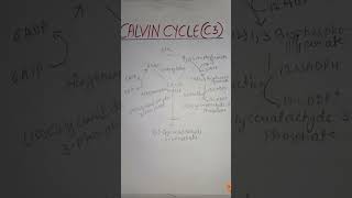 Calvin cycle C3 cycle most important topics neetyoutubeshorts [upl. by Anawal762]