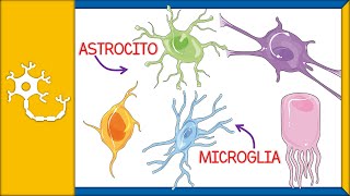 CÉLULAS GLIALES  histología tipos funciones y barrera hematoencefálica  Ep 2 [upl. by Atinihs]