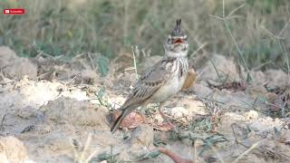 Crested Lark Galerida cristata  A Singing Bird  Crested Lark Call  Crested Lark Sounds [upl. by Ebert]