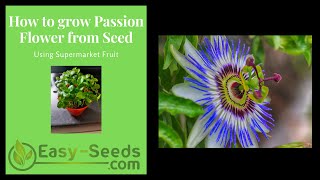 How to easily germinate Passion Flower seed [upl. by Uthrop]