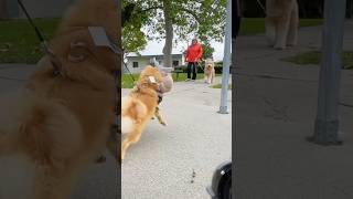 Dog meets big dog funny cutedog dog puppy [upl. by Kippie]