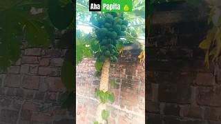 Aha papita  song music fruit viral shorts trending viralvideo papaya top youtubeshorts [upl. by Oner62]