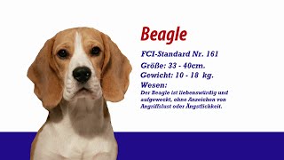 Meister Petz TV  Beagle [upl. by Llieno]