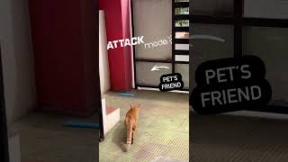 cats pets attack [upl. by Cahra544]