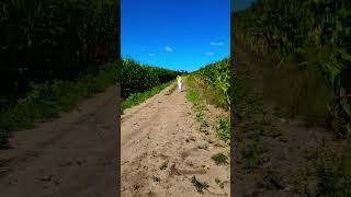 Round Ranch farm  Toronto Canada 🇨🇦 shortsfeed shorts touristattraction touristspot travel [upl. by Fortna]