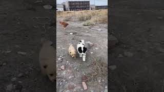 Feifei and Huang Jin are playing Border Collie Chinese Rural Dog Cute Daily Record [upl. by Auroora565]