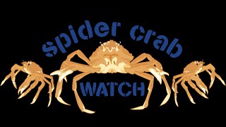 Welcome to Spider Crab Watch [upl. by Yhtimit]