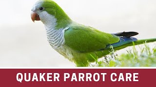 How to Take Care of a Quaker Parrot  Quaker parrot care  Quaker parrot how to take care of [upl. by Nyltiak]