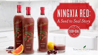 Ningxia Red A Seed to Seal Story  Young Living Essential Oils [upl. by Aivekahs]