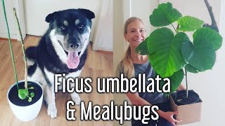 Mealybugs  Treatment  Recovery  Ficus umbellata [upl. by Rape730]