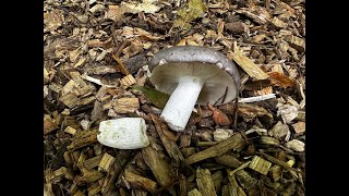 Identifying the Charcoal Burner Russula cyanoxantha [upl. by Par]