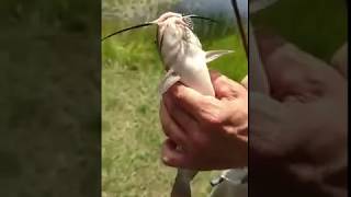 Catfish making noise [upl. by Oakes]