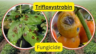 Trifloxystrobin Fungicide Chemistry Best Uses and Disease Control Recommendations [upl. by Nesila]