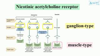 nicotinic acetylcholine receptor English  Medical terminology for medical students [upl. by Ingeborg]